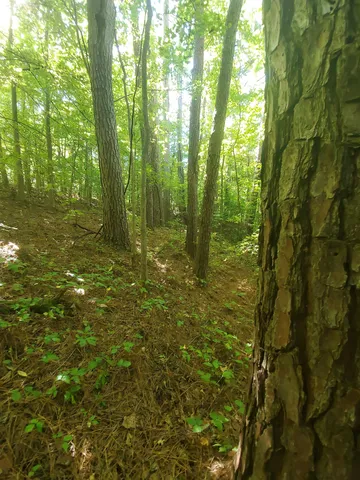 a view of outdoor space and trees