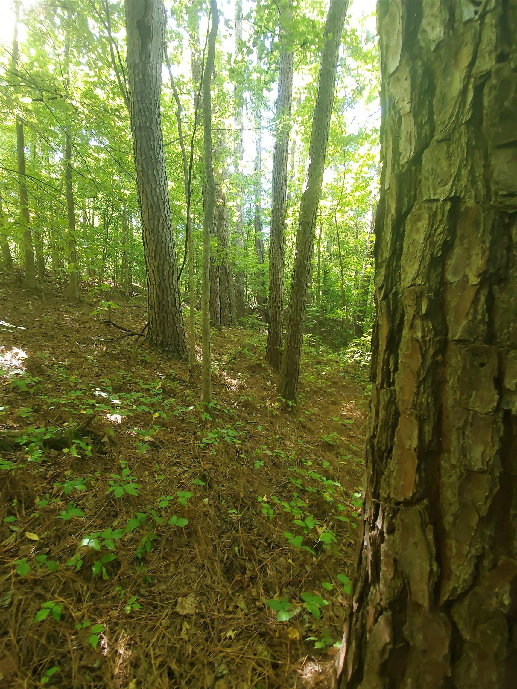 0 Bowers Road Drummonds, TN 38023 - Photo 3 of 15 a view of outdoor space and trees