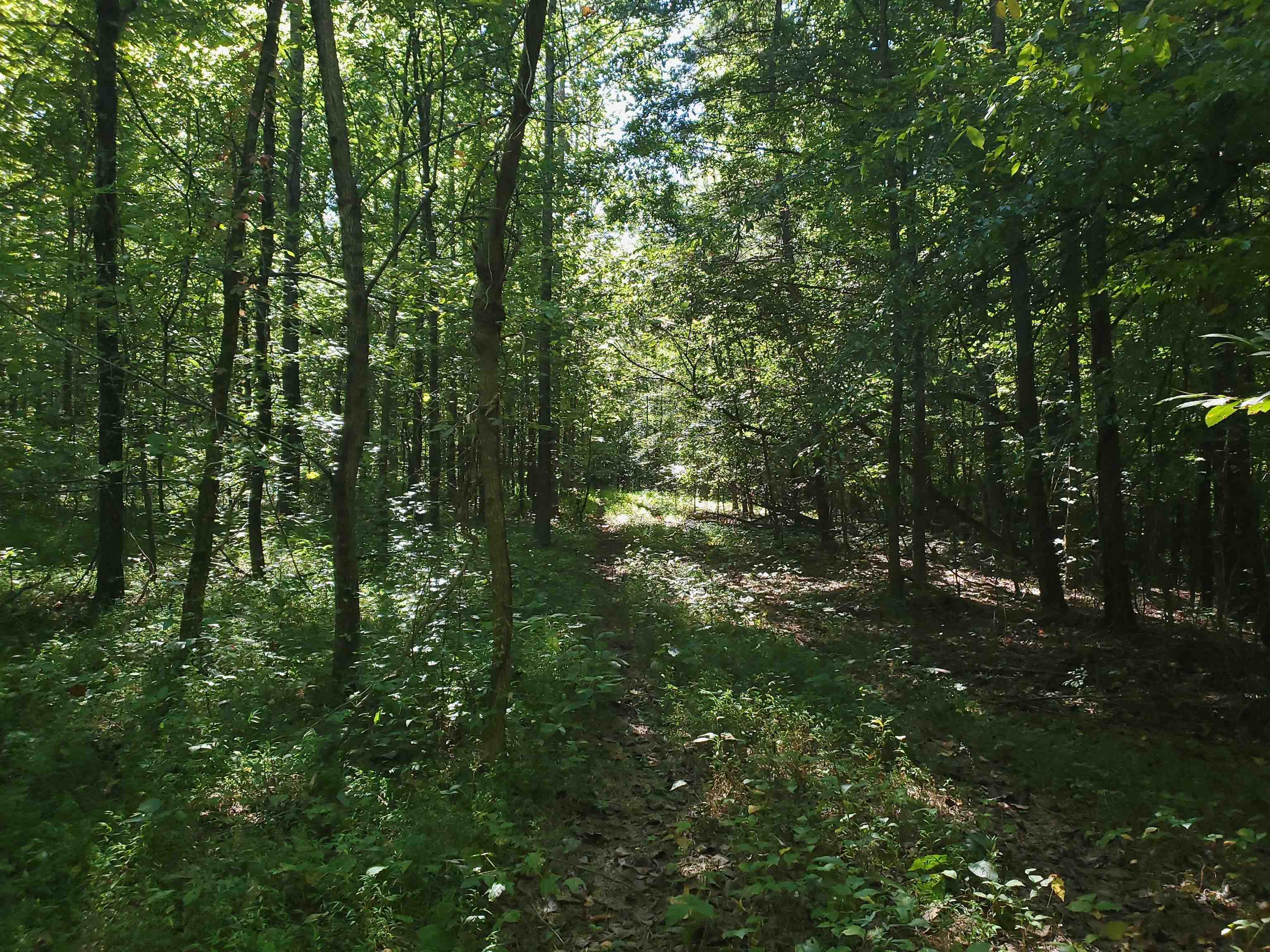 0 Bowers Road Drummonds, TN 38023 - Photo 8 of 15 a view of outdoor space and covered with trees