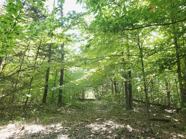 a backyard of a house with lots of trees