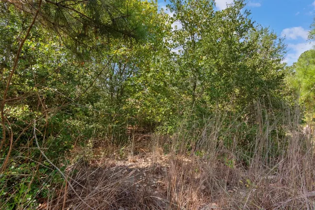 a view of a forest with a tree