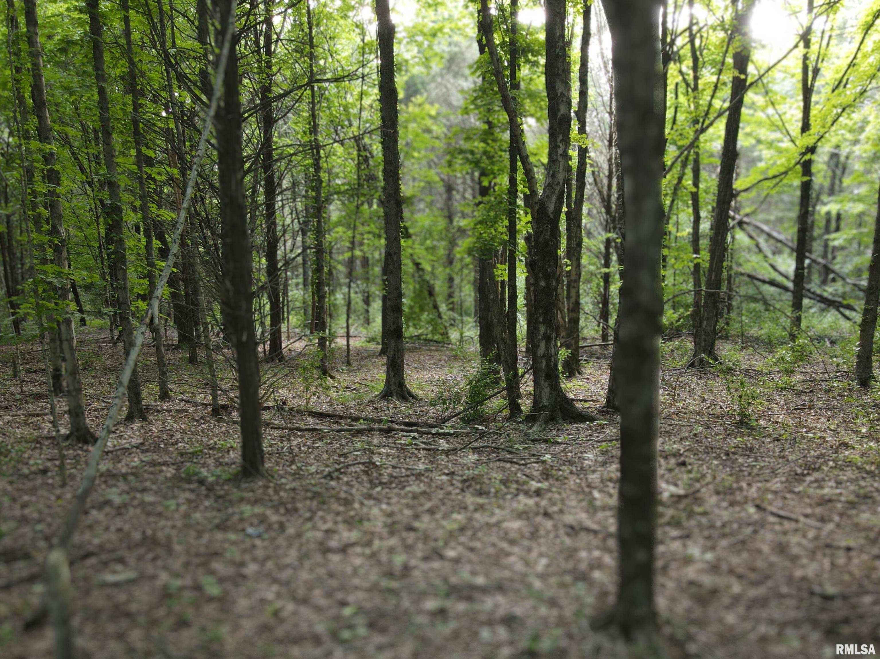 0 Pulleys Mill Road Goreville, IL 62939 - Photo 5 of 11 Gallery Image 5
