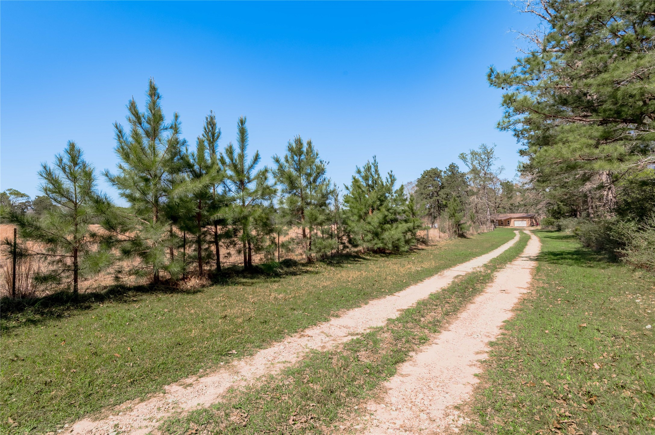 1533 Kickapoo Road Groveton, TX 75845 - Photo 3 of 50 Driveway leading to the home from the road. Pastures to the left. Property line to the right.