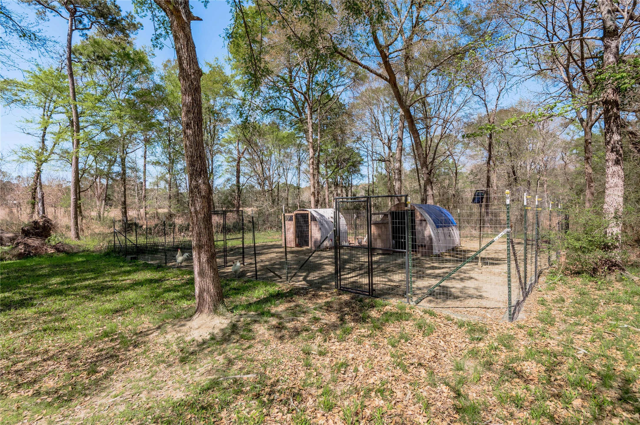 1533 Kickapoo Road Groveton, TX 75845 - Photo 34 of 50 a view of a yard with a tree