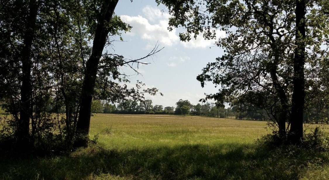 1533 Kickapoo Road Groveton, TX 75845 - Photo 48 of 50 a view of yard with swimming pool and green space