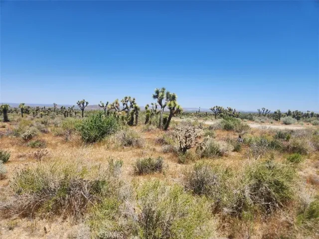 a view of a bunch of trees in a field