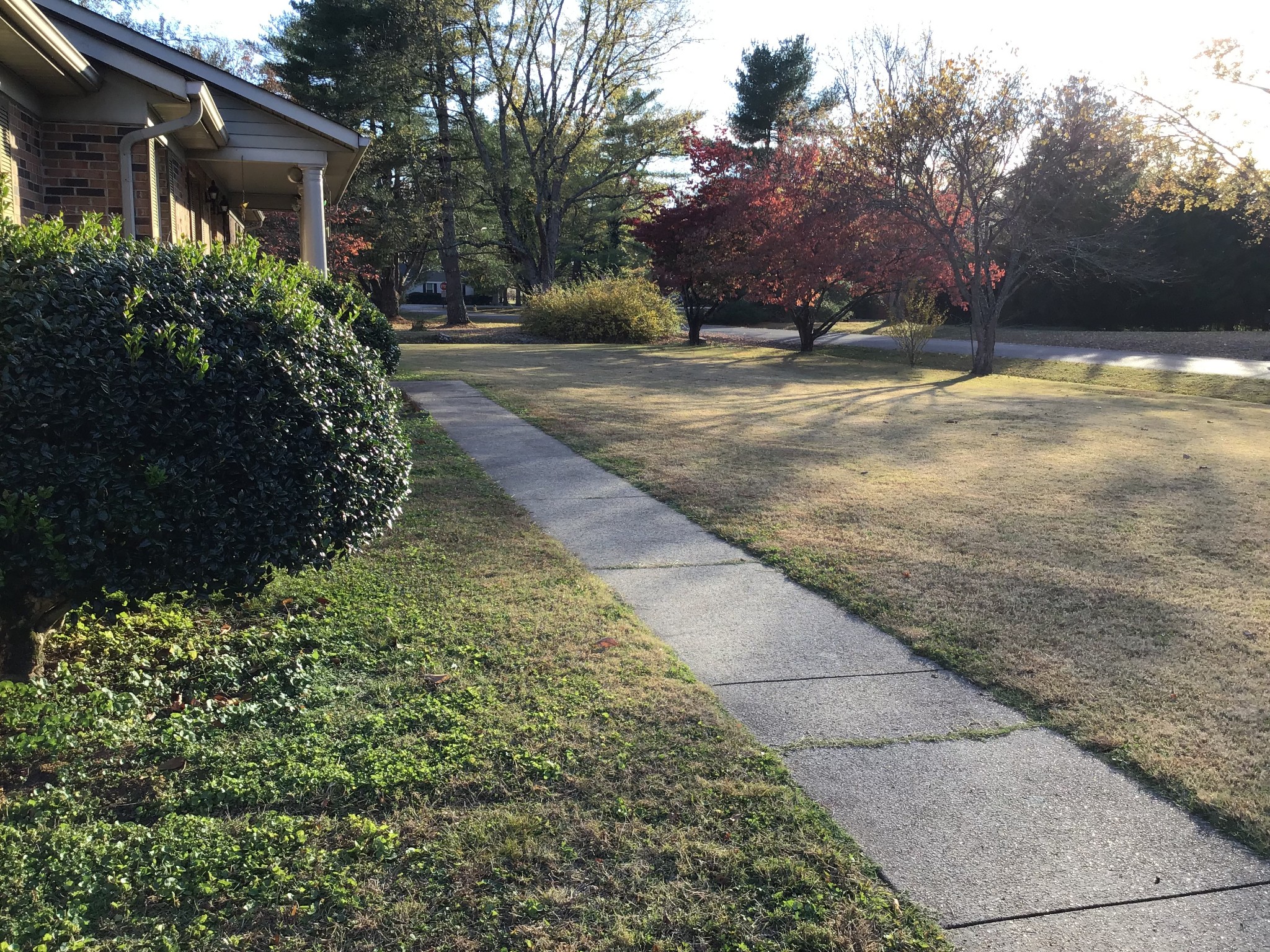 344 Freedom Drive Murfreesboro, TN 37127 - Photo 16 of 18 a view of a yard with plants and trees