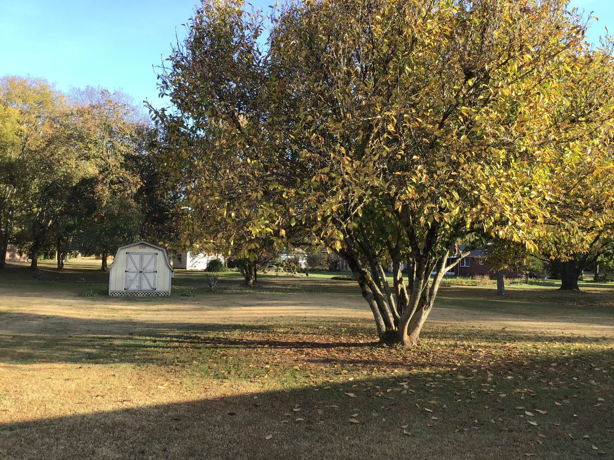 344 Freedom Drive Murfreesboro, TN 37127 - Photo 17 of 18 a view of a yard with a tree