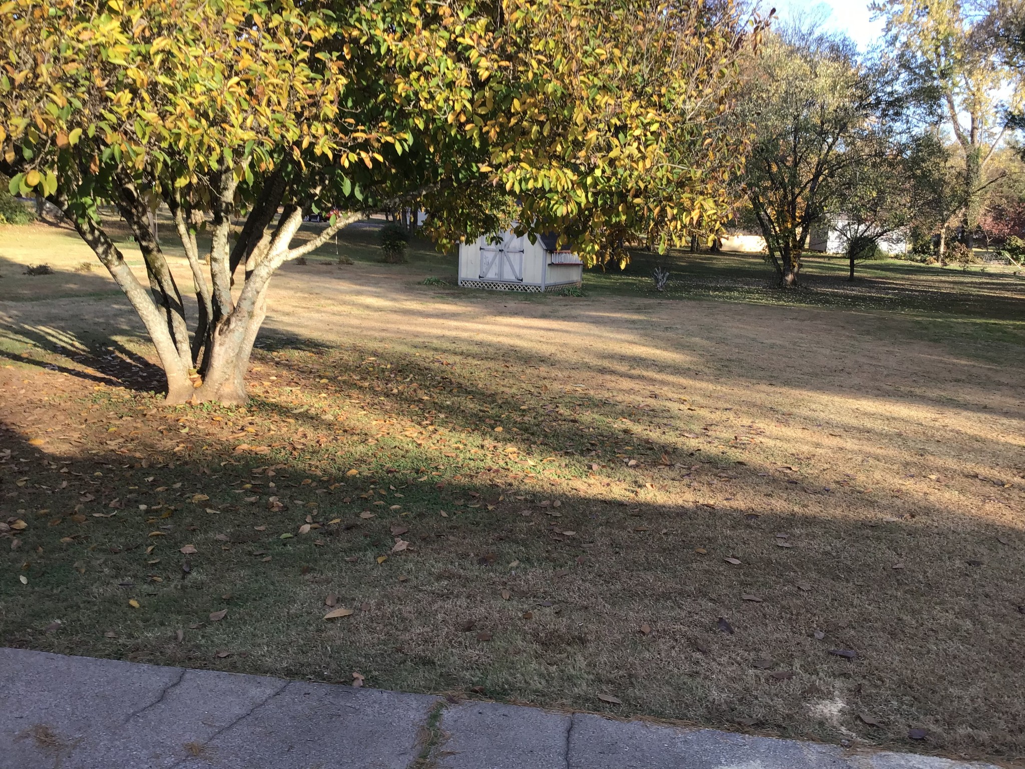 344 Freedom Drive Murfreesboro, TN 37127 - Photo 18 of 18 a view of dirt yard with a large tree