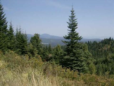 Xx East Temple Road Spokane, WA 99217 - Photo 7 of 11