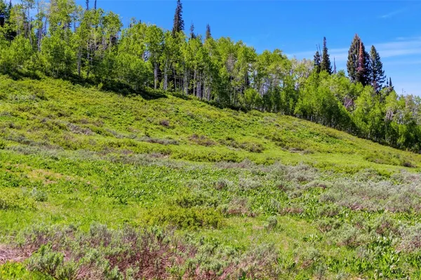 a view of a lush green forest with a tree
