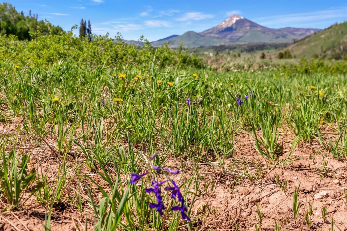 Tbd Golden Tide Place Clark, CO 80428 - Photo 14 of 37 a view of a lush green forest with a tree