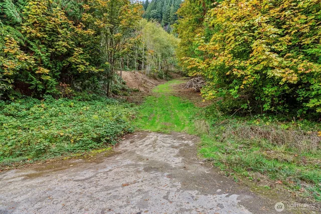 a view of a road with plants and trees