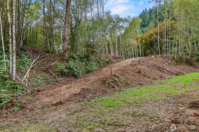 a view of a yard with plants and large trees