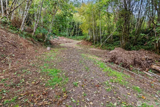 a view of a yard with plants and large trees
