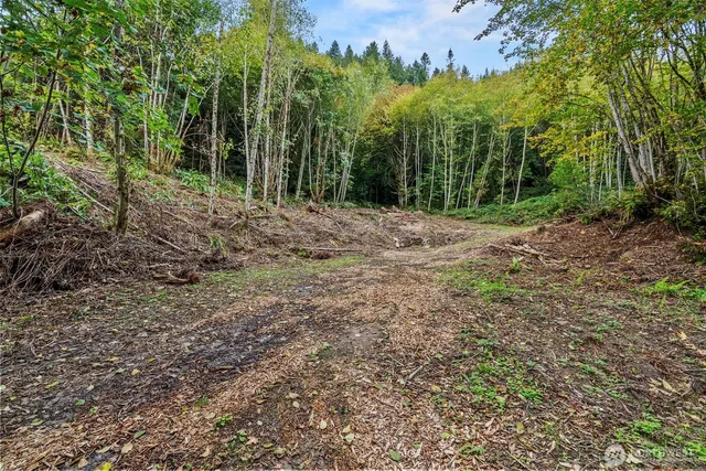 a view of a forest with trees in the background