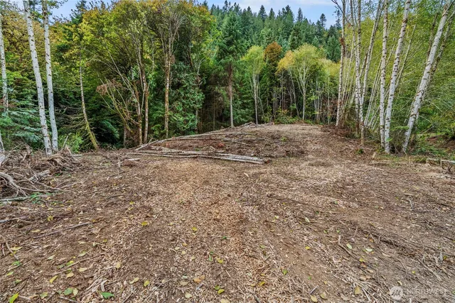 a view of a yard with plants and trees
