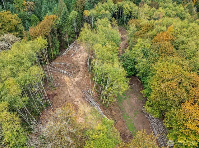 a view of a yard with plants and large trees