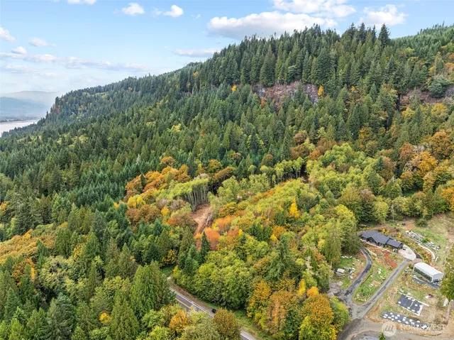 a view of a bunch of trees and bushes