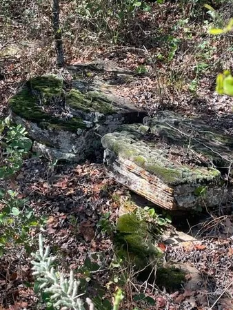 a view of a forest with a tree