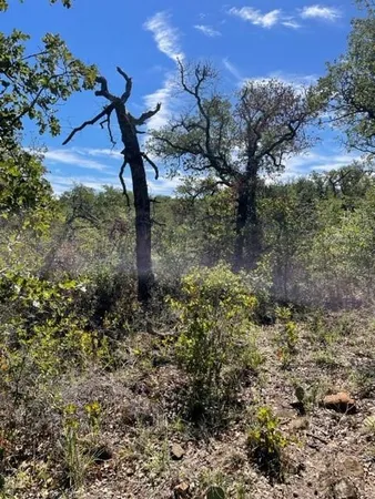 a view of a yard with a tree