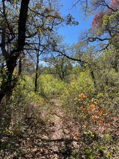 0 County Road 136 Ranger, TX 76470 - Photo 3 of 13 a view of a tree in a yard