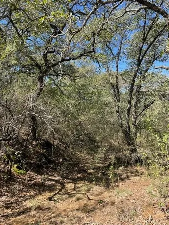 a view of a tree with a yard