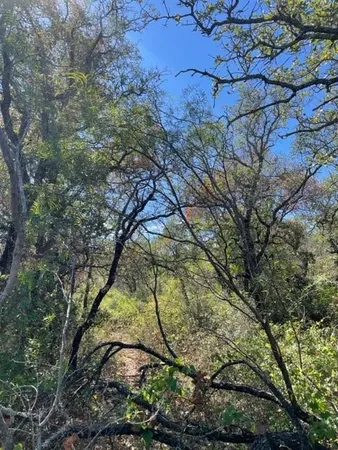 a view of tree