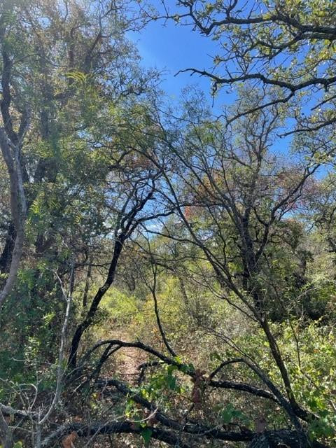 0 County Road 136 Ranger, TX 76470 - Photo 5 of 13 a view of tree