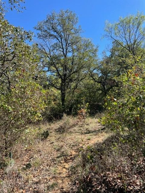 0 County Road 136 Ranger, TX 76470 - Photo 6 of 13 a view of a yard with plants and a tree