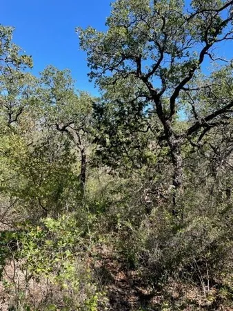 a view of a tree