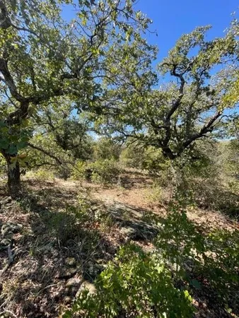 a view of a tree