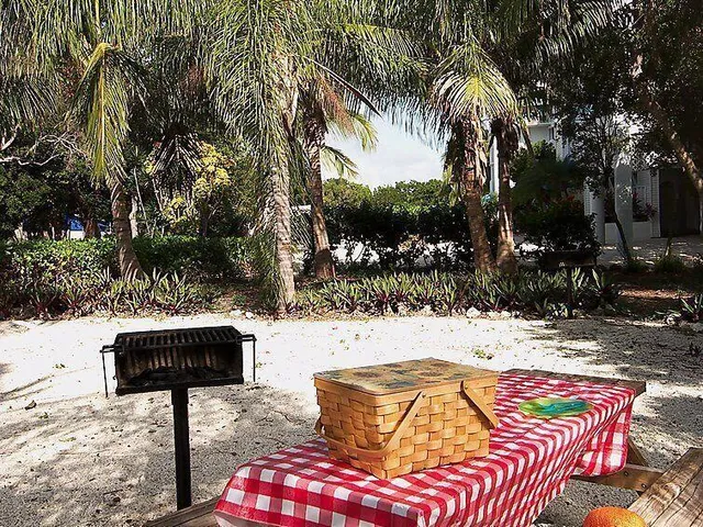 a park with lots of palm trees