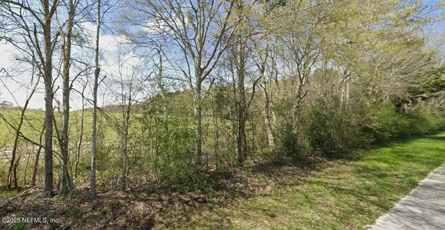 a view of a forest with trees