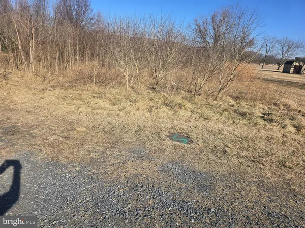 a view of a yard with trees