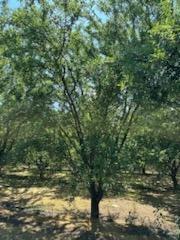 3718 West Tuolumne Road Turlock, CA 95380 - Photo 14 of 16