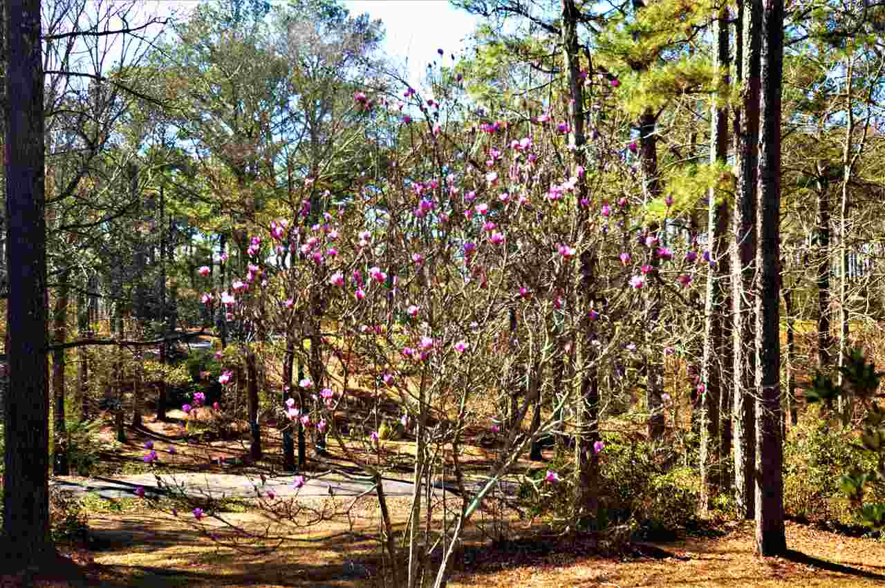 192 Old Magee Road Magee, MS 39111 - Photo 6 of 15 Photo 6