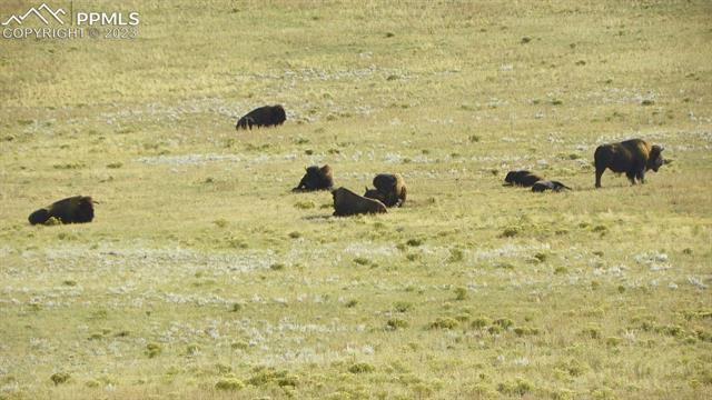 0 Kansa Road Hartsel, CO 80449 - Photo 7 of 8 Buffalo west of fire station