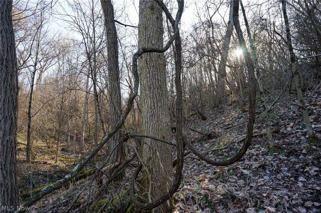 York Road Adena, OH 43901 - Photo 7 of 50 View of local wilderness