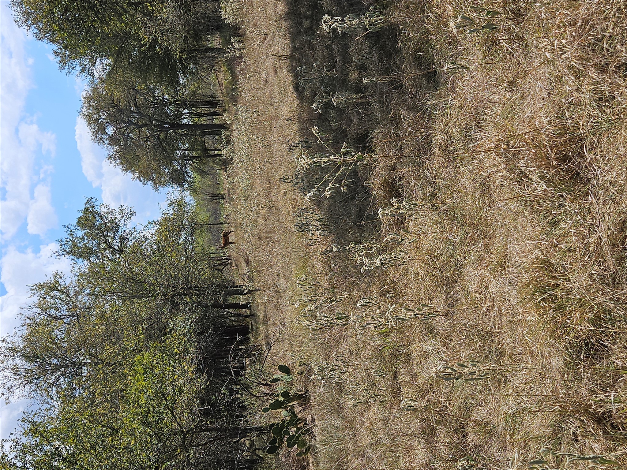 1988 Cr 116 Road Rogers, TX 76569 - Photo 3 of 16 a view of a forest with trees in the background