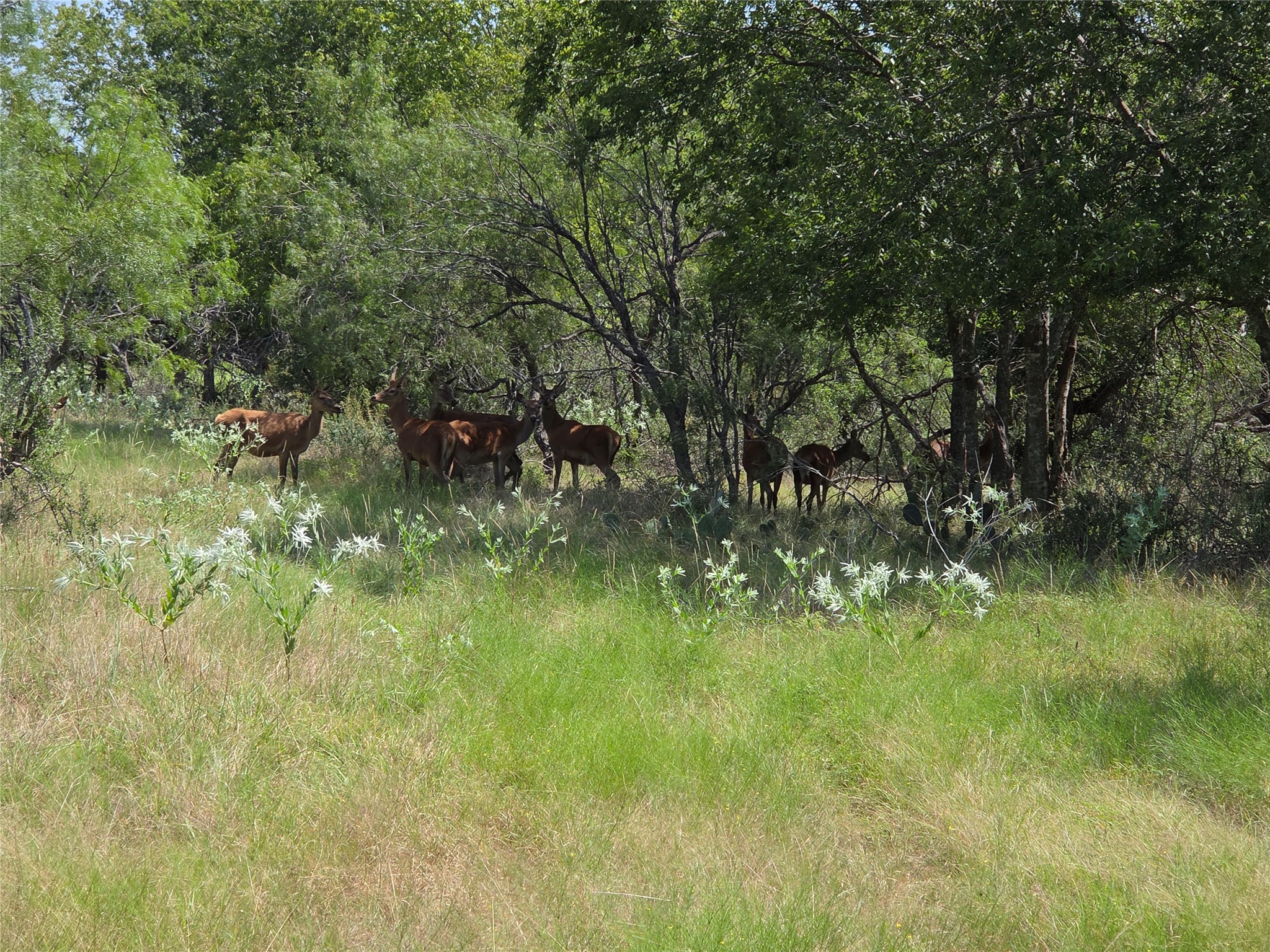 1988 Cr 116 Road Rogers, TX 76569 - Photo 4 of 16 a view of lush green forest with lots of trees
