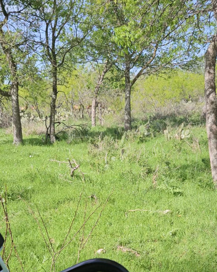 1988 Cr 116 Road Rogers, TX 76569 - Photo 7 of 16 a backyard of a house with lots of green space and tree