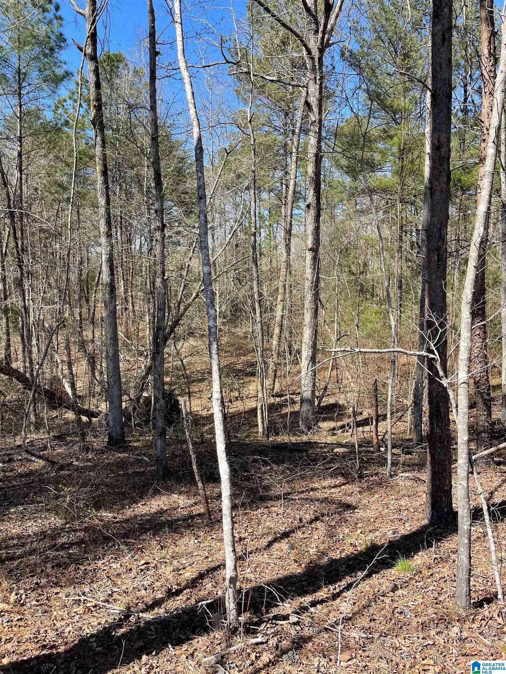 521 Sycamore Road Columbiana, AL 35051 - Photo 4 of 9