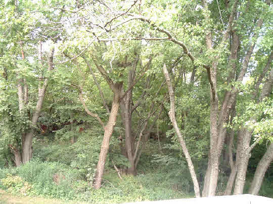 8888 East Walnut Grove Road Davis, IL 61019 - Photo 5 of 6 a backyard of a house with lots of green space