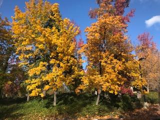 257 Snowberry Court Murphys, CA 95247 - Photo 54 of 56 a view of a tree