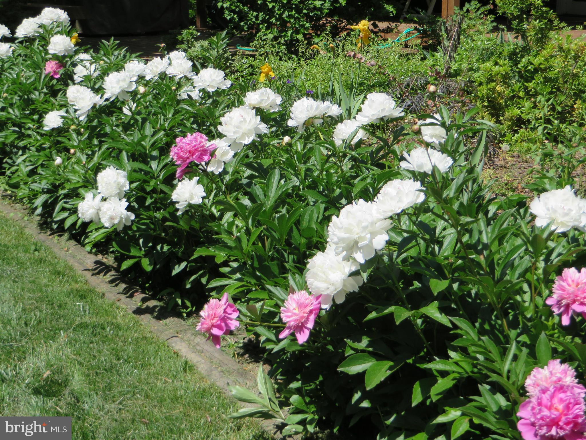 12251 St James Road Potomac, MD 20854 - Photo 22 of 30 Exterior (General) Spring Flowers