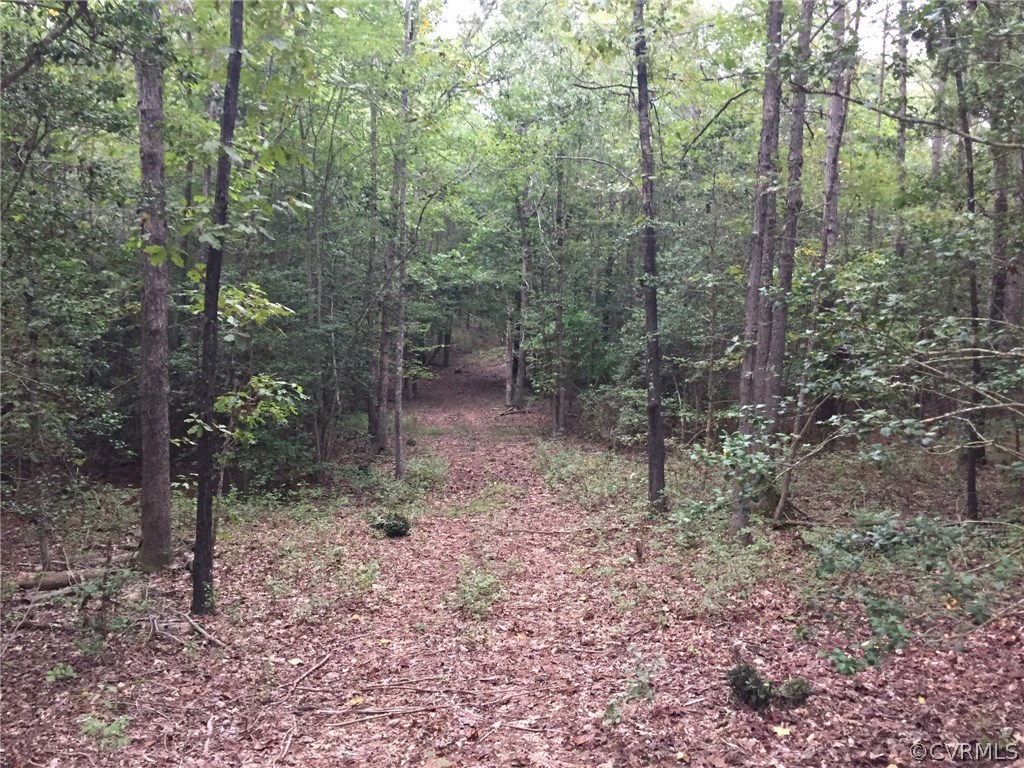 13300 Nash Road Chesterfield, VA 23838 - Photo 4 of 9 a view of a forest that has large trees