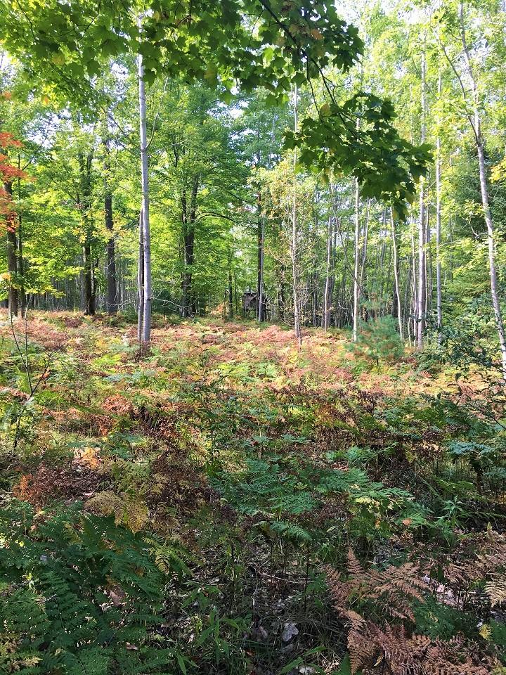 Moose Trail Fairview, MI 48621 - Photo 12 of 30 Gallery Image 12