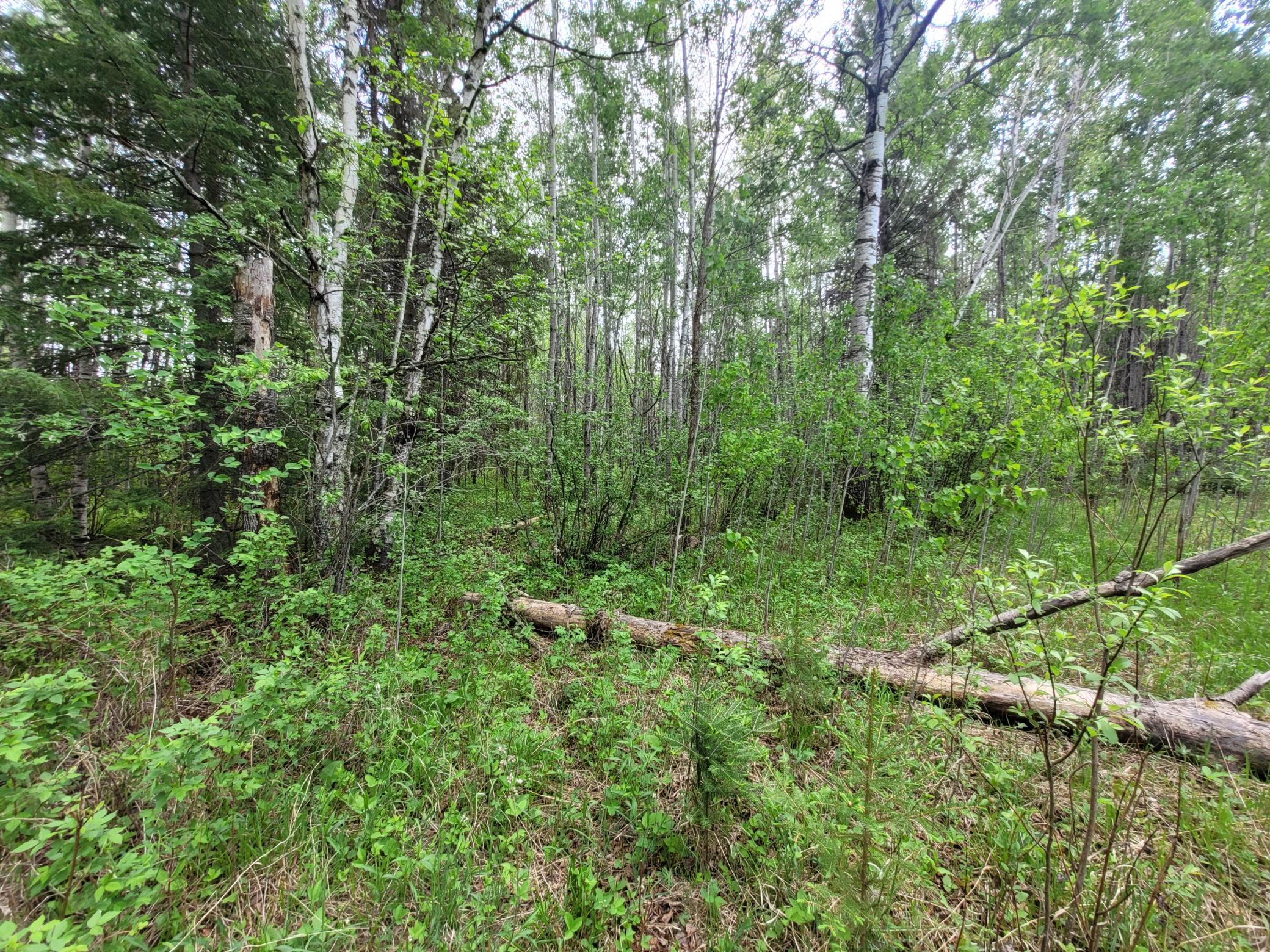 68232 County Road 547 Cook, MN 55723 - Photo 14 of 16