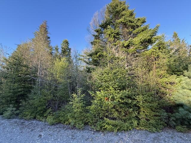 Lot 009 Off Of Reynolds Brook Road Whiting, ME 04691 - Photo 4 of 17 IMG_0010 (2)